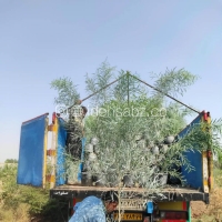 خرید نهال آکاسیا گلدانی در تهران
