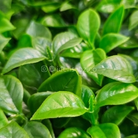 پنل گرین وال برگ پرتقالی