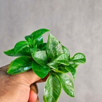 پنل گرین وال برگ پرتقالی
