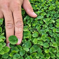 خرید بذر چمن آفریقایی یا دایکوندرا