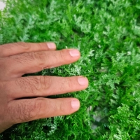 پنل گرین وال کاج لاوسون