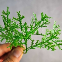 پنل گرین وال کاج لاوسون