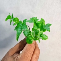 پنل گرین وال سیکاس پاپیتال 