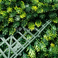 گرین وال کاجی | ایده سبز
