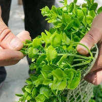 ضخامت گرین وال مدل شمشاد