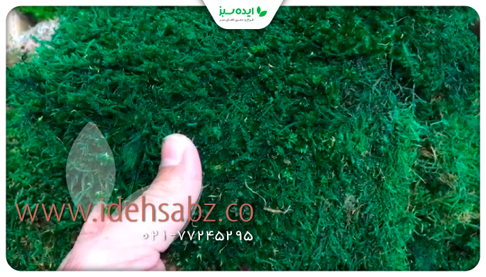 نمونه کار| نمای نزدیک از خزه تثبیت شده