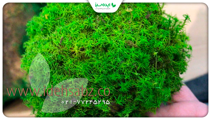 نمونه کار | استفاده از خزه تثبیت شده برای طراحی دیوار