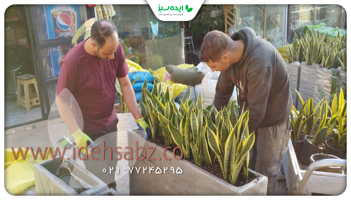 نمونه کار | مراحل کاشت گیاهان  در فلاور باکس فلزی