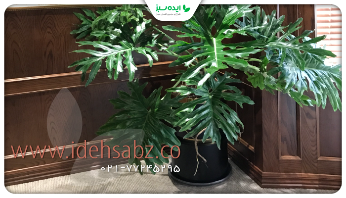 نمونه کار | گیاه برگ پهن برای کاشت در فلاور باکس