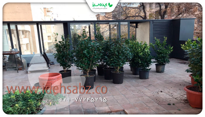 نمونه کار | یاس هلندی 