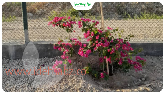 نمونه کار | پوشش گیاهی مناسب کمپ