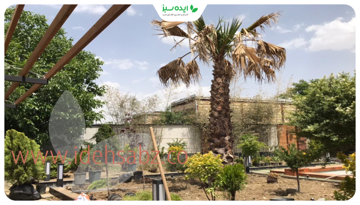 نمونه کار | احیای درختان و گیاهان آسیب دیده