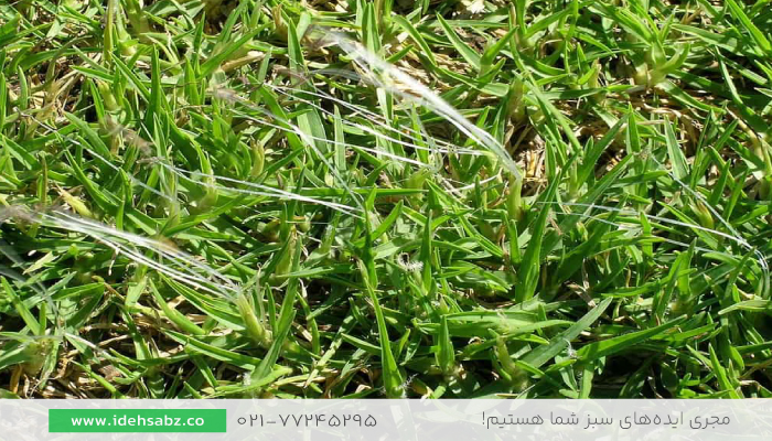 چمن کیکویو | چمن&zwnj;های مقاوم به کم&zwnj;آبی