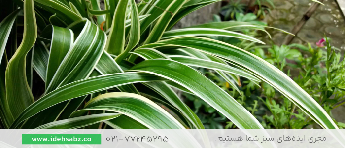 گیاه عنکبوتی | گیاهان آپارتمانی مقاوم به کم آبی