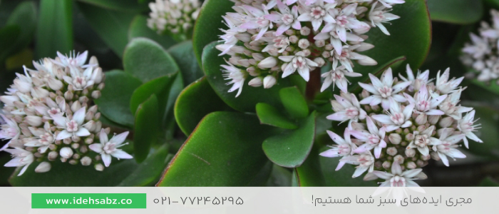 گیاه یشم | گیاهان مقاوم به کم آبی