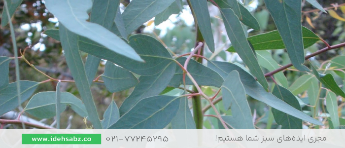 گیاهان پوششی مقاوم به کم&zwnj;آبی | گیاهان پوششی مقاوم به گرما 