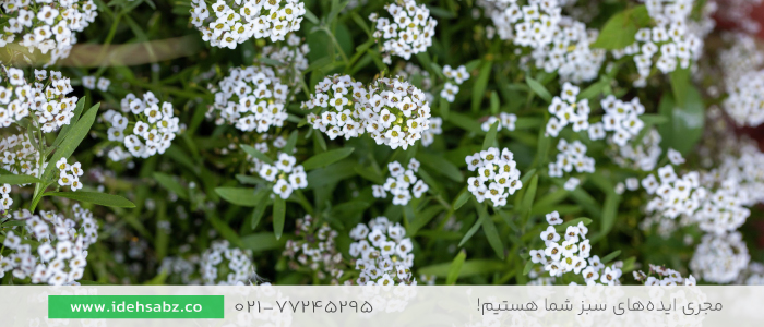 گیاهان زینتی مقاوم به خشکسالی | آلیسوم  