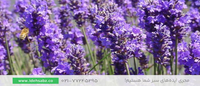 اسطوخودوس | گیاهان مقاوم به خشکی  