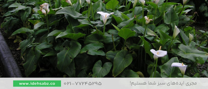گل شیپوری | گیاهان اقلیم بیابانی