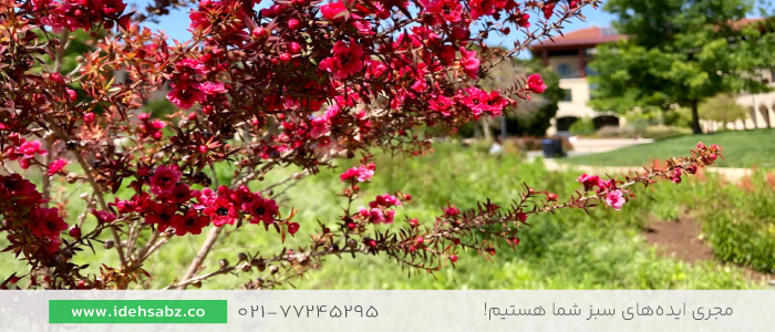 درخت چای نیوزلندی | درختان مقاوم به کم آبی