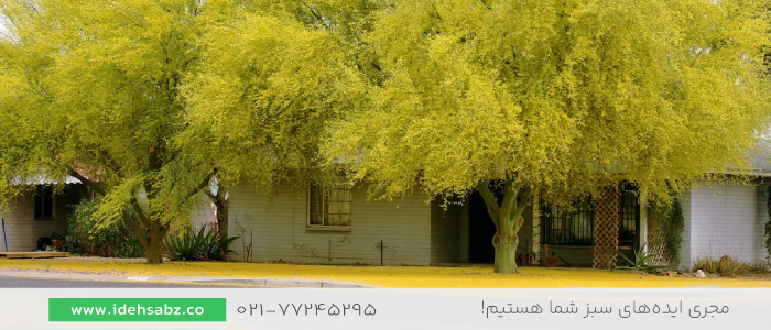 درخت پارکینسونیا | درختچه خزان پذیر