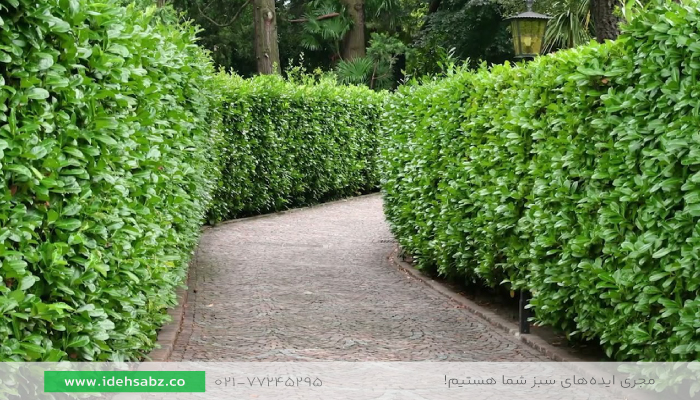گیاهان مناسب پرچین |گونه مناسب حصار کشی