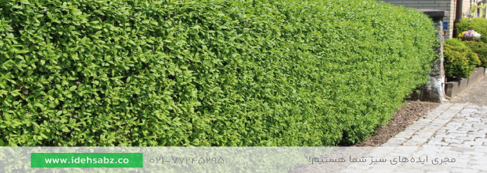 گیاهان مناسب پرچین | برگ نو 