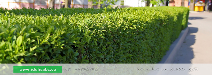 شمشاد | آشنایی با گونه&zwnj;های حصارکشی