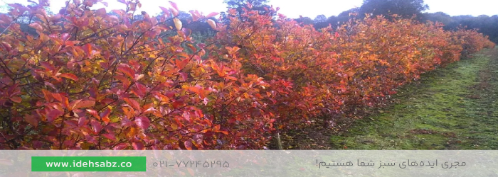 زالزالک | پرچین گیاهی
