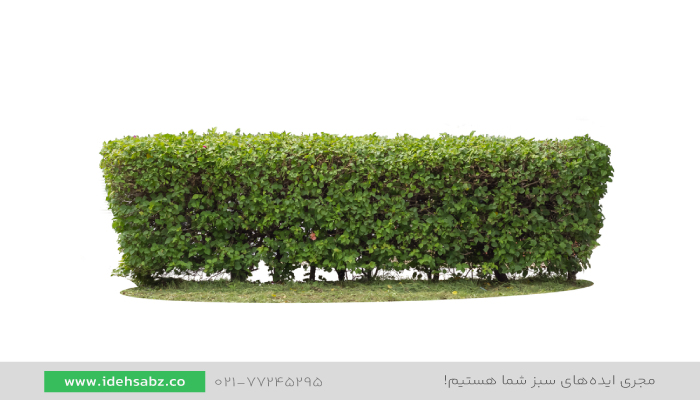  گیاهان مناسب پرچین | خرید عمده گیاهان مناسب پرچین