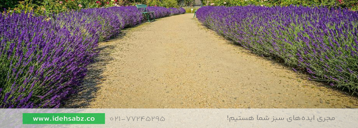 اسطوخودوس | گیاهان مناسب پرچین گلدار 