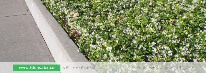 یاس ستاره&zwnj;ای | گیاهان مناسب پرچین گلدار 