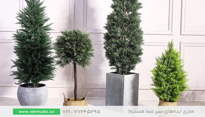درخت سدروس | خرید درخت سدروس 