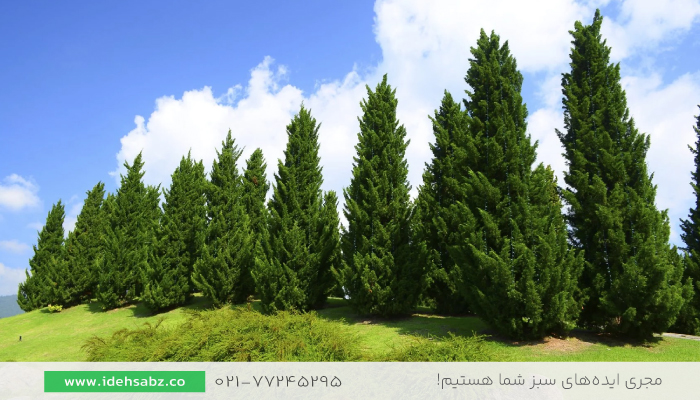 درخت سدروس | گیاه محوطه سازی