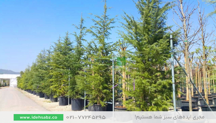 کاج سدروس در محوطه سازی | درخت سدروس