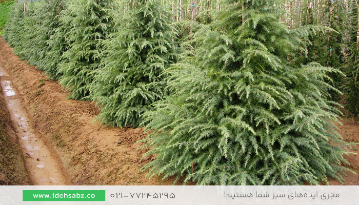 کاج سدروس | درختان محوطه سازی