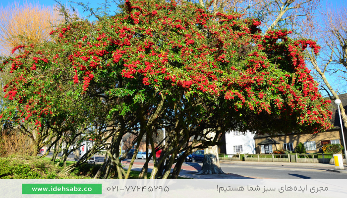 درخت پیراکانتا | درختان محوطه سازی