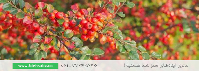 Formosa Firethorn | تنوع در نوع درختچه پیراکانتا 
