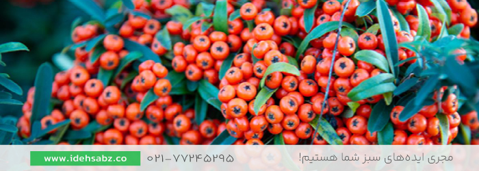 Mohave Pyracantha | تنوع درختچه محوطه سازی