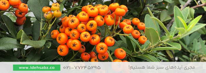 Yukon Belle Pyracantha | فروش انواع پیراکانتا برای محوطه سازی