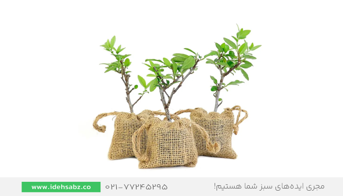 کاشت درخت پیراکانتا | پرچین پیراکانتا