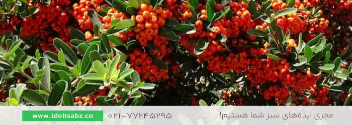 پیراکانتا فایرتورن | انواع درخت پیراکانتا 