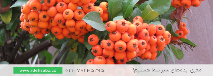 Lalandei Pyracantha | بزرگترین نوع درخت پیراکانتا 