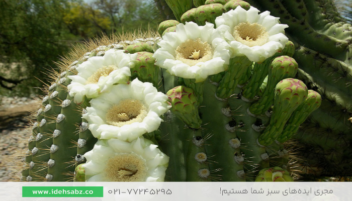 گل کاکتوس | محوطه سازی به سبک بیابانی