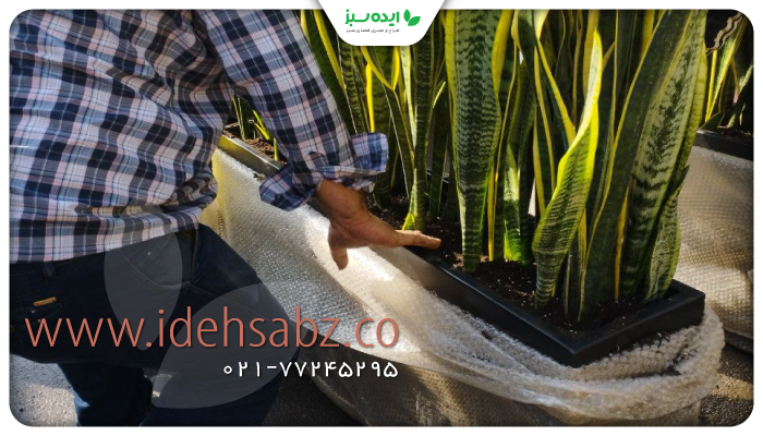 نمونه کار | کاشت گیاه سانسوریا در شرکت  گلدیران