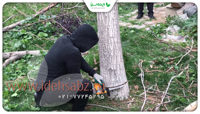 نمونه کار | قطع درختان خشک و پوسیده