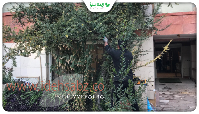 نمونه کار | حرص گیاهان مزاحم