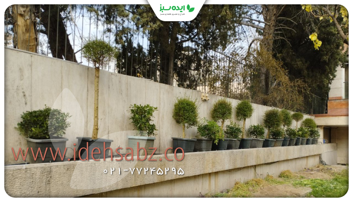 نمونه کار | کاشت درختان مورت