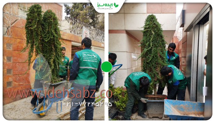 نمونه کار | کاشت درختان پیوندی زینتی در سفارت سریلانکا در تهران