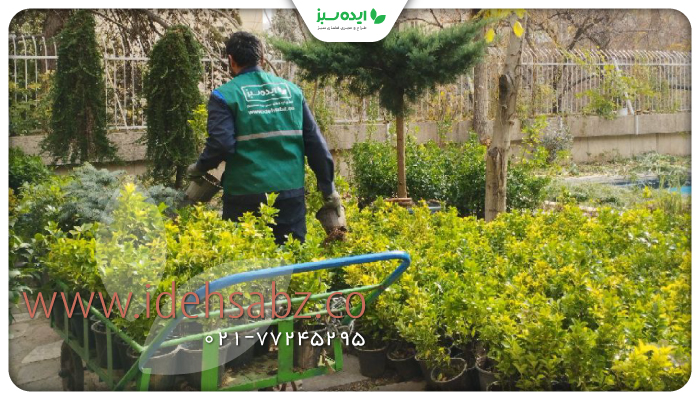 نمونه کار | کاشت یاس هلندی در محوطه سفارت